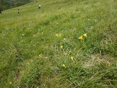 -灵山