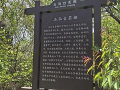 -阳台山自然风景区