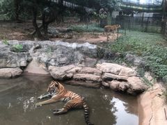 -深圳野生动物园