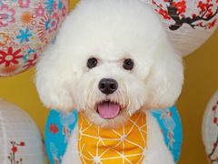 -超宠爱宠物摄影-Super pet