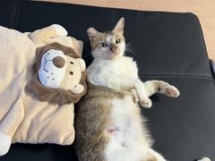 -宠颐生宠物医院·异宠猫科内科·诊疗中心宠巢店