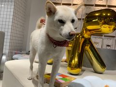 -柴务处·柴犬主题狗咖