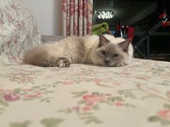 -天宠宠物医院24小时·急重症诊疗中心·全科·腔镜特色(和平分院)