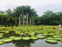 -中国科学院西双版纳热带植物园