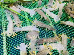 -79号渔船海鲜饭店(华强北店)