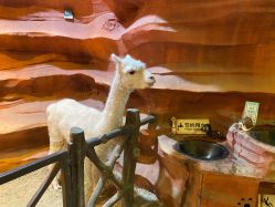 -酷嗒动物文化乐园(cutezoo西溪乐天城店)