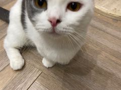 -酷豆宠物咖啡·宠物美食·撸猫馆