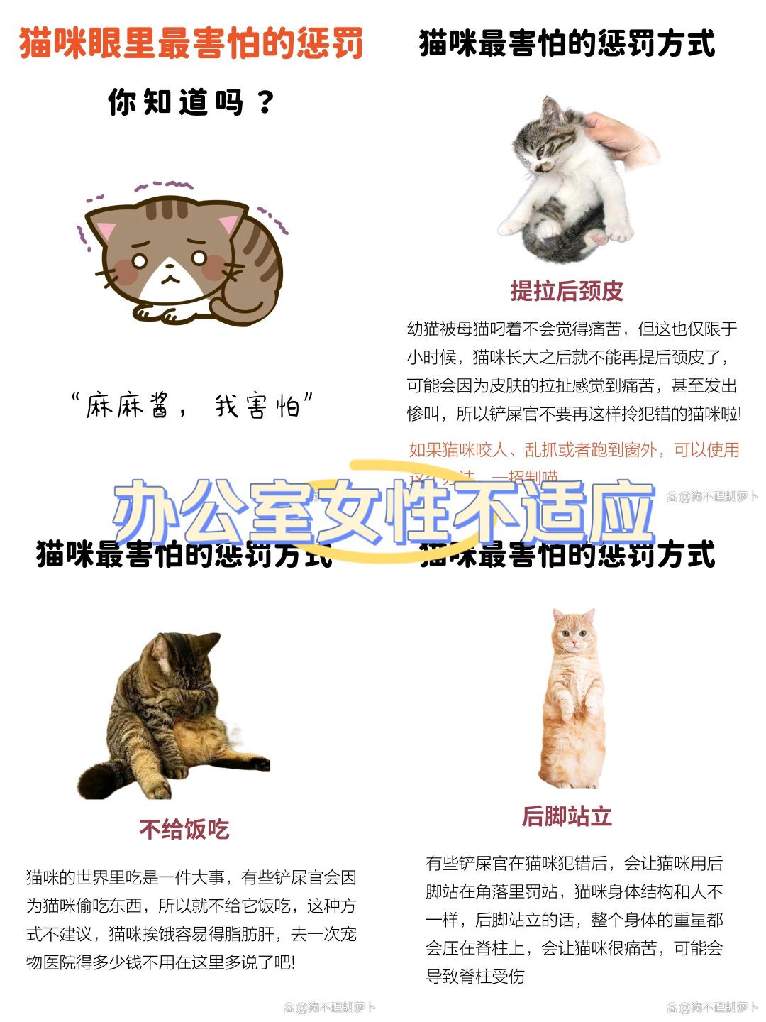 惩戒猫图片