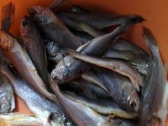 android_upload_pic-阿明烧烤·烤鱼·小龙虾(水清路店)