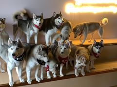 -Husky Go! 哈士奇体验馆·宠物咖啡厅狗咖