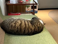 -御宝贝·A梦猫科宠物医院(国际猫友好医院)