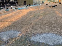 -苏州太湖西山岛开心农场