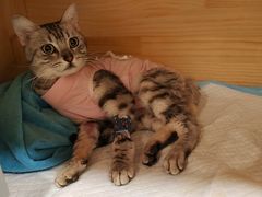 -康旭宠物医院(郑州总院)