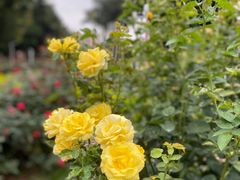 -人民公园(罗湖区)