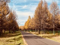 -塞罕坝国家级自然保护区