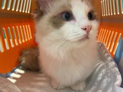 -飞行喵MR PILOT|猫舍·猫咖(静安大融城店)