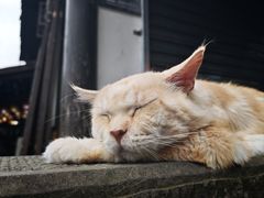 -磁器口古镇