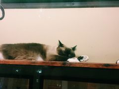 -猫咪博物馆(顶澳仔猫街店)