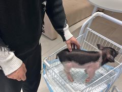 -怪兽屋·羊驼·猫咖·狗咖(俊华广场店)