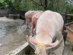 -海南热带野生动植物园