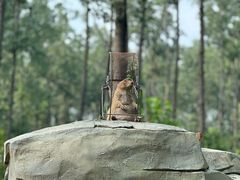 -合肥滨湖国家森林公园