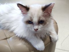 -藏猫猫咖啡主题馆(中央大道店)