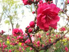 -南汇桃花村