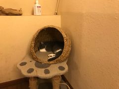 -猫友咖啡店(玉林西路店)