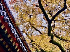 -灵谷景区