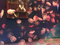 -大连圣亚海洋世界