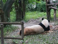 熊猫-成都大熊猫繁育研究基地