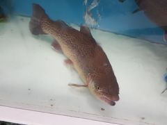 -盒马鲜生(大成店)