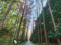 -上海滨江森林公园