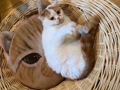 -Cappucimeow猫咪咖啡馆(韦伯时代店)