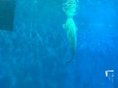 -芜湖新华联大白鲸海洋公园