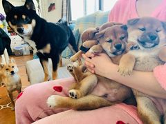 -达爱动物医院·犬猫分区·CT·复杂眼科(远洋山水分院)