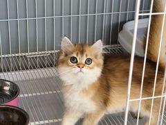 -翊宠yipet猫狗购宠庄园