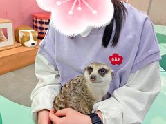 -Honey Bacca 哈尼芭卡高端萌宠(朝阳大悦城店)