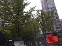 -新湖明珠城