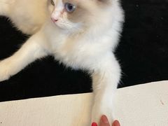 -猫遇摄影工作室