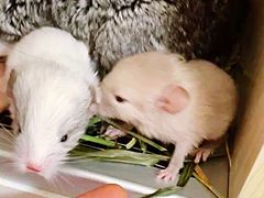 -雨林宠物医院 非犬猫异宠专科