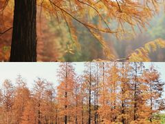 -番禺大夫山森林公园