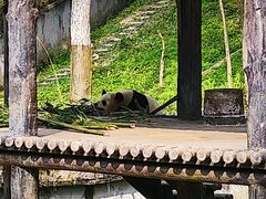 -中国大熊猫保护研究中心雅安碧峰峡基地