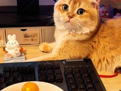 -欣宠猫屋·矮脚拿破仑·蓝金金渐层