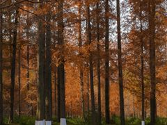 -黄海国家森林公园