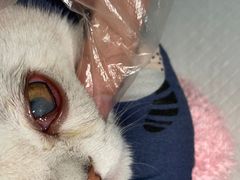 -美美宠物诊疗中心·异宠·骨科(滨江东信分院)