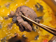 -Darling Queen·Mini·Live·House