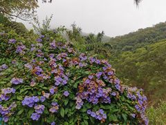 -梧桐山风景名胜区