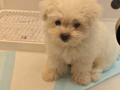 -翊宠yipet猫狗购宠庄园