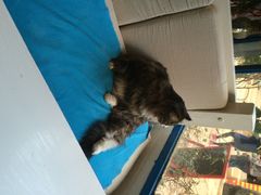 iphone_upload_pic-Anne猫窝咖啡屋